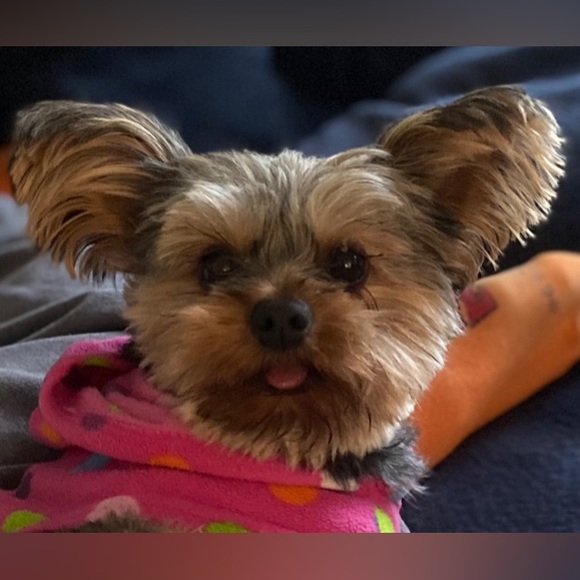 Meet your Posher, Heather I go live every Thursday at 11:15 am est🎉 - Picture 6 of 6